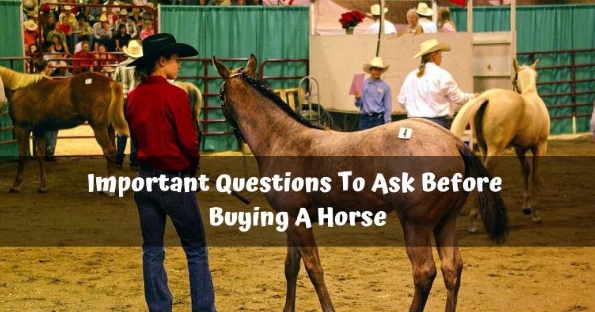 12 Important Questions To Ask Before Buying A Horse