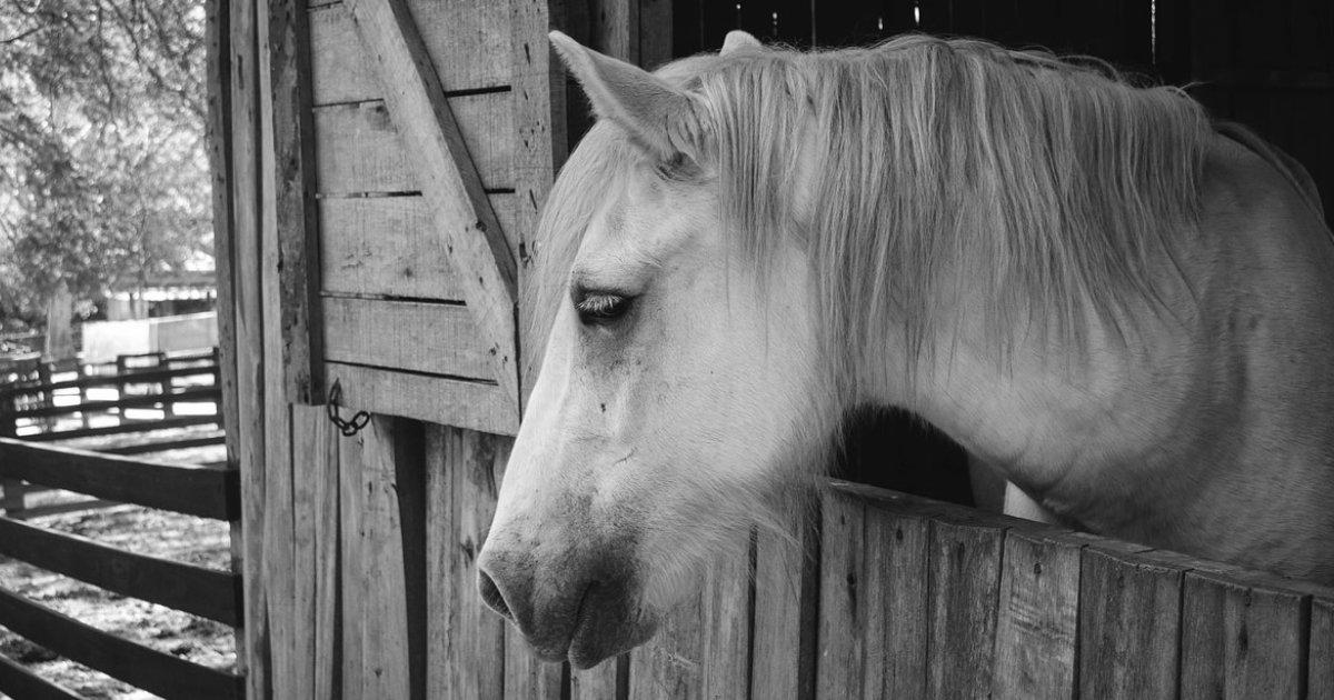 5 Warning Signs Your Horse Is Sick