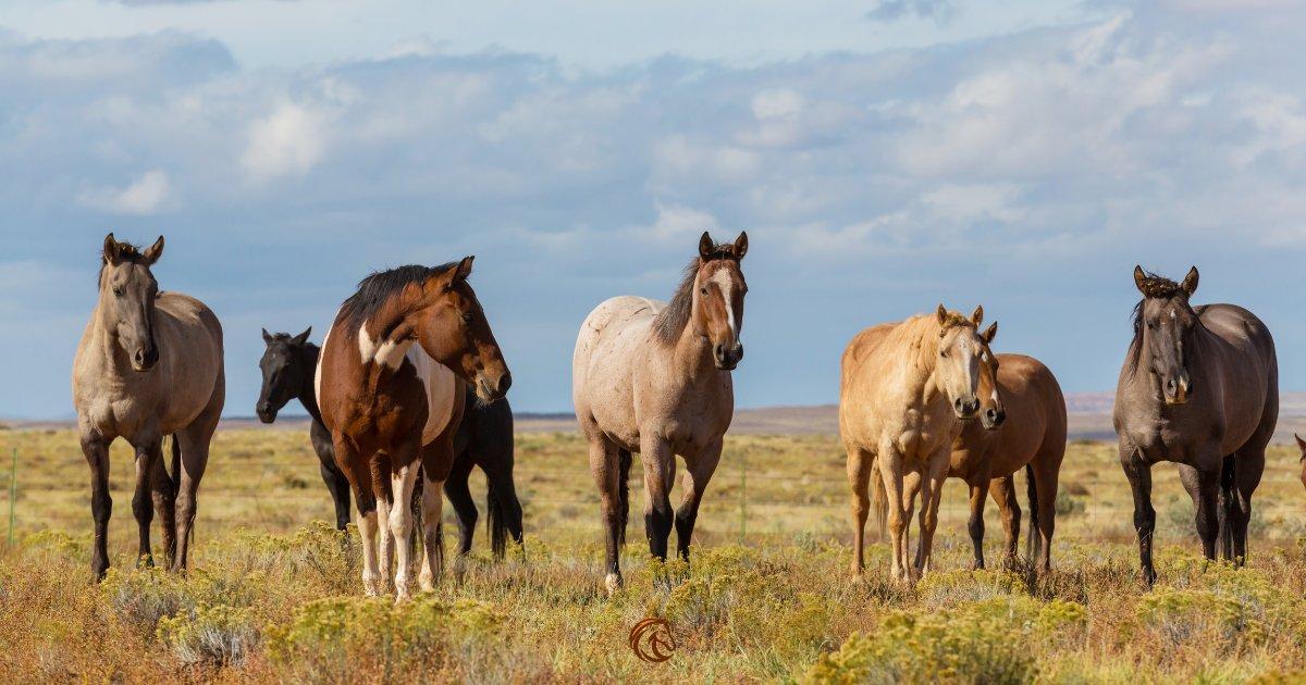 7 Most Affordable Horse Breeds For Beginners