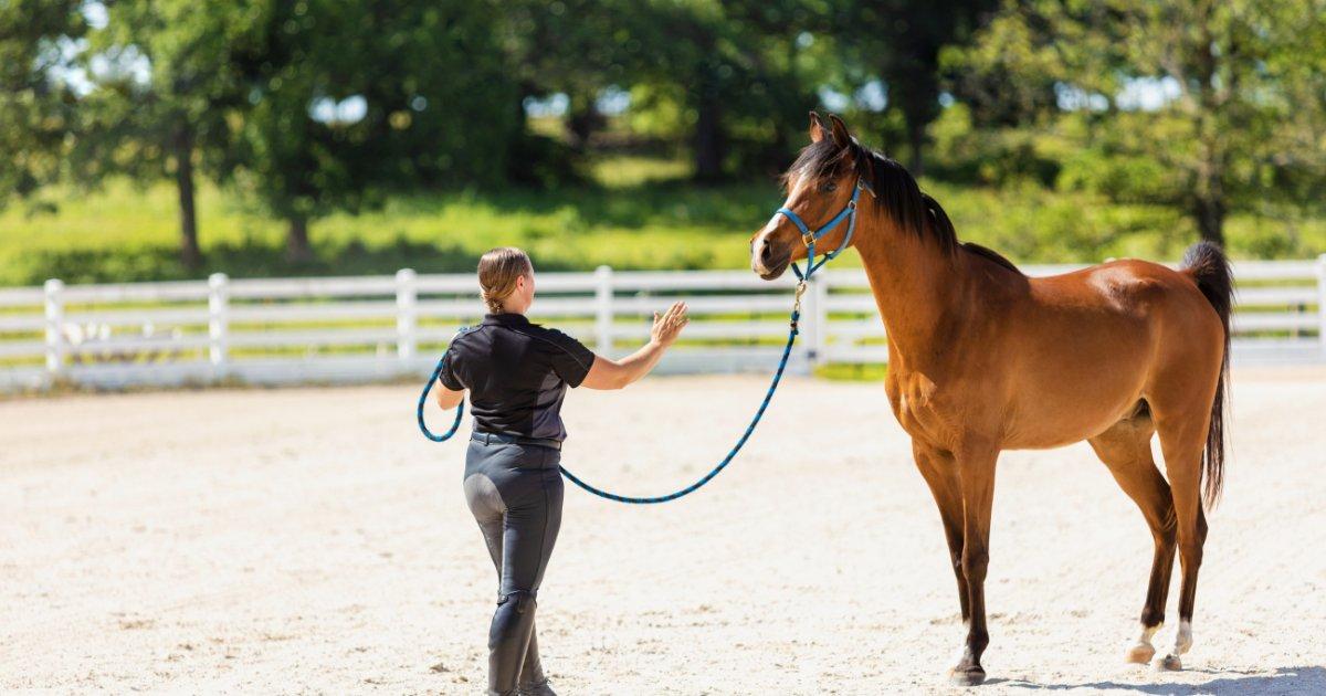 12 Little Known Facts About Arabian Horses