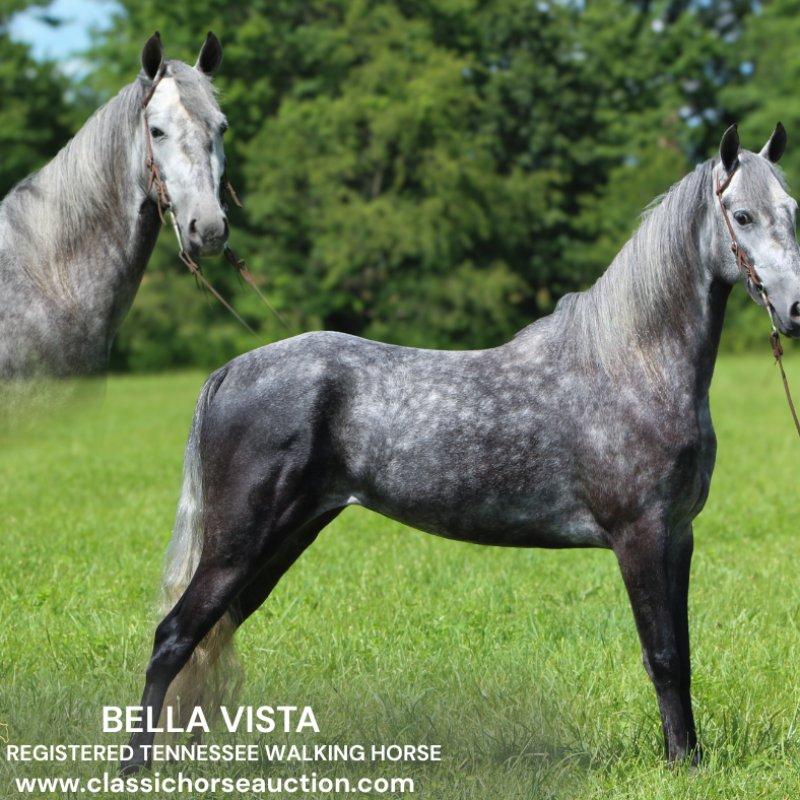 BELLA VISTA