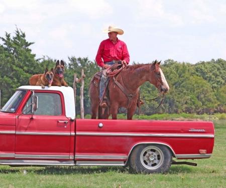 Quarter Horse Red Roan Gelding 15.1 Hand (Gucci)