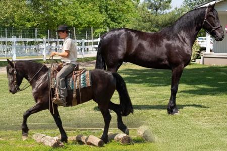 Friesian Percheron X (FBHR) Gelding For Sale (Jumping/Driving/Trail)