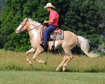 Paint Horse Palomino Overo Mare 15.3 Hands (Kobby)