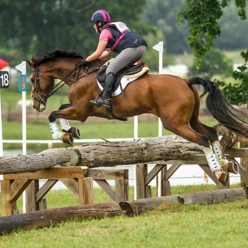 Exceptional Energetic Selle Français Eventer