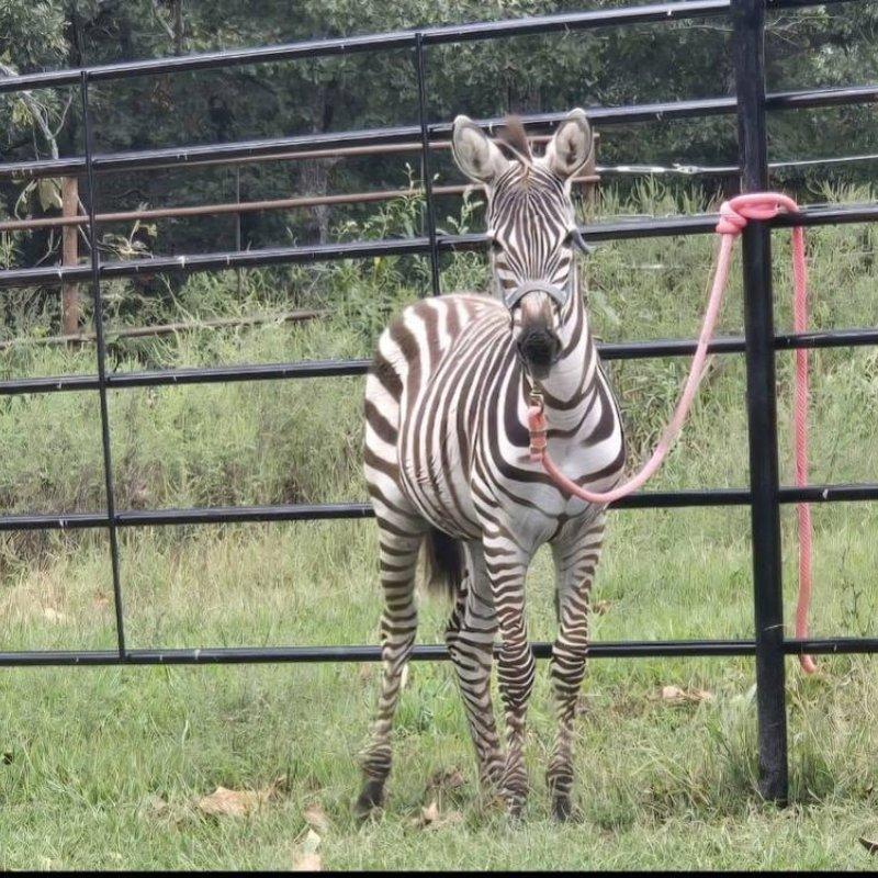 Beautiful, Healthy Zebras Available