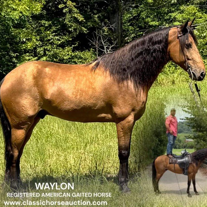 WAYLON