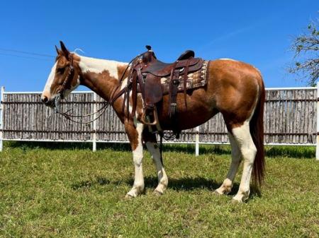 Paint Horse Chestnut Tobiano Mare 14.1 Hands (Cynthia)