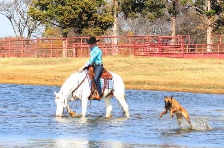 Paint Horse Sorrel Overo Gelding 14.3 Hands (Gunner)