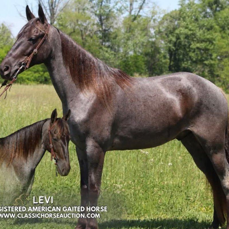 Levi