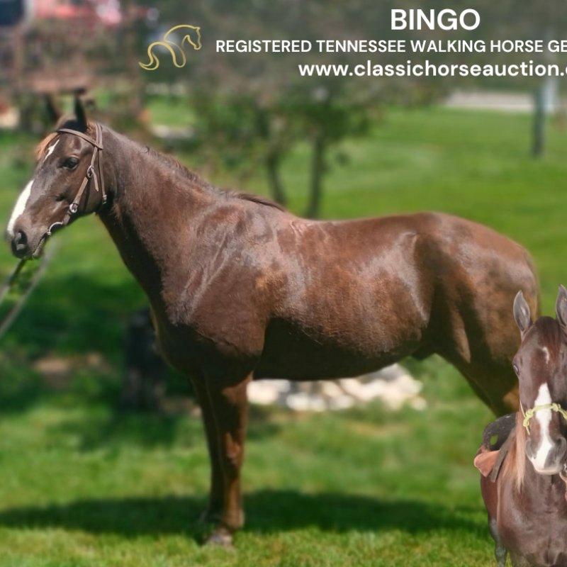 BINGO