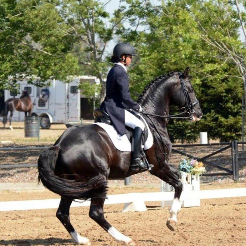 Future Dressage Star with Style and Balance