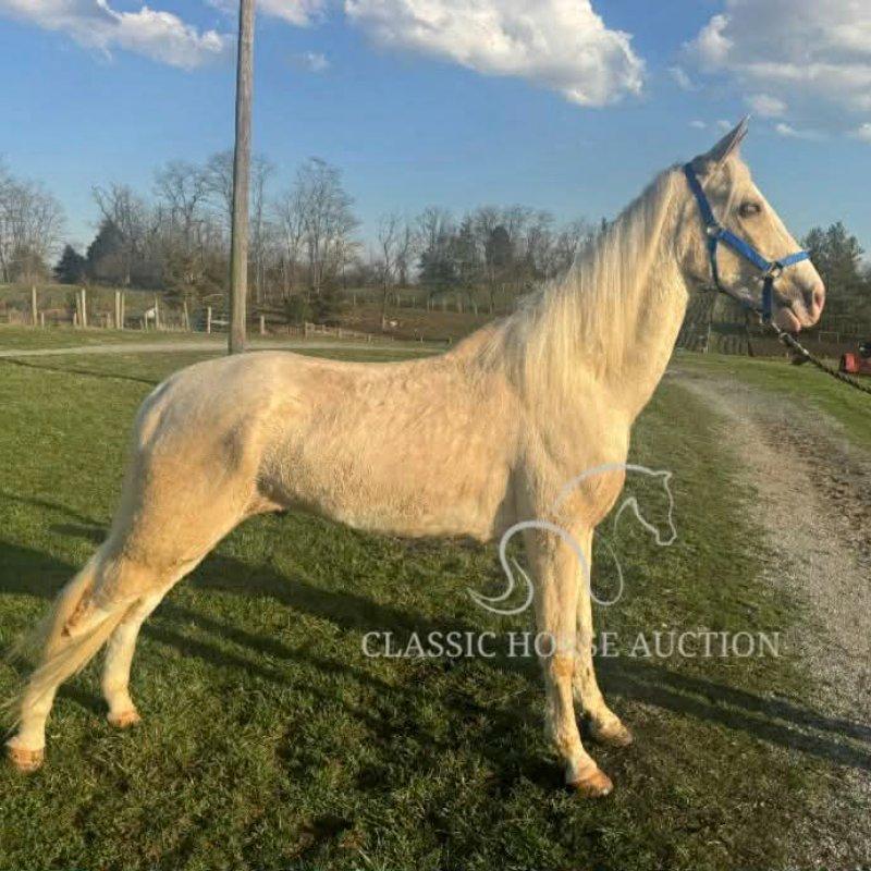 FLOYD'S FAVORITE BANDIT