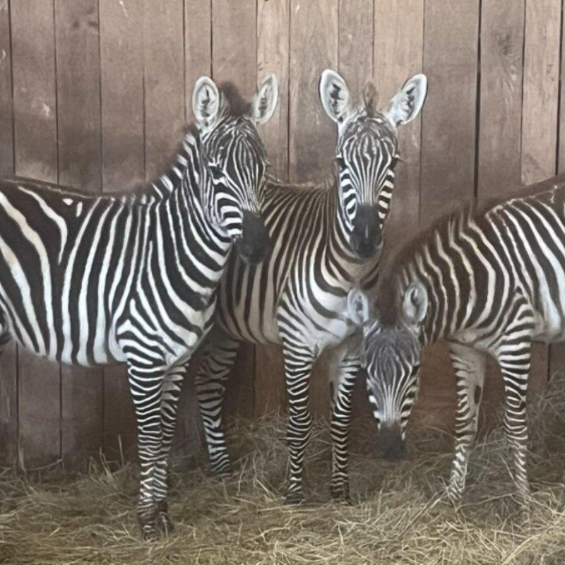 Exclusive Zebras Available