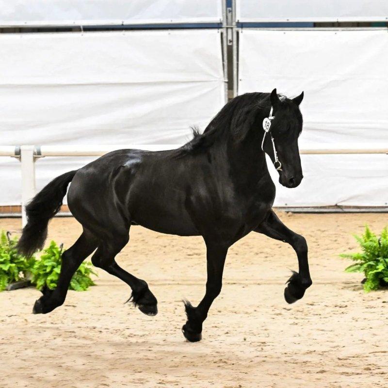 Adorable Fresian Looking for a new home