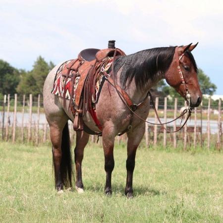 Quarter Horse Bay Roan Gelding 15 Hands (Kipper)