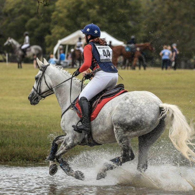 Standout Dapple Grey Gelding, Competitive Intermediate Eventer