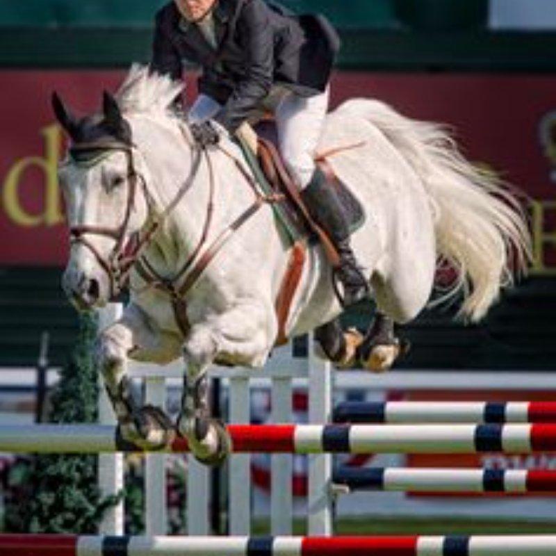 Incredible Energetic Holsteiner CSI1★ Jumper with Scope and Rideability
