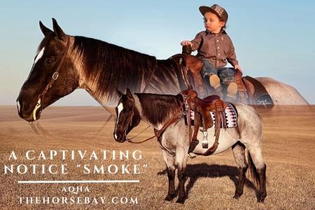 Bay Roan AQHA Mare (Youth/Trail/Ranch)