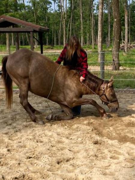 Rocky Mountain Horse Chocolate Gelding 15.1 Hands (Banjo)