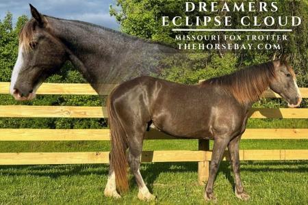\"Eclipse\" Finished, Bridleless-Trained Missouri Fox Trotter Gelding