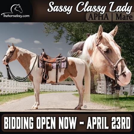 Palomino Paint APHA Mare (Driving/Trail/Youth)