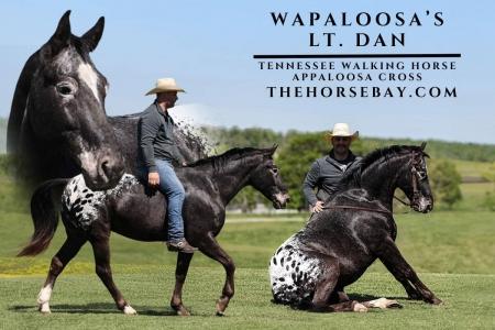 Tennessee Walking/Appaloosa (Walkaloosa) Gelding