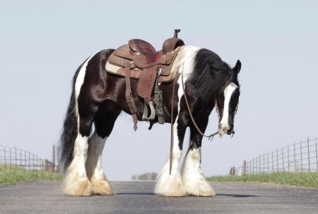 Gypsy Vanner Horse Black and White Mare 14 Hands (Diamond)