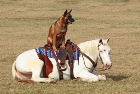 Paint Horse Sorrel Overo Gelding 14.3 Hands (Gunner)