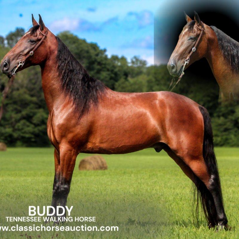 BUDDY