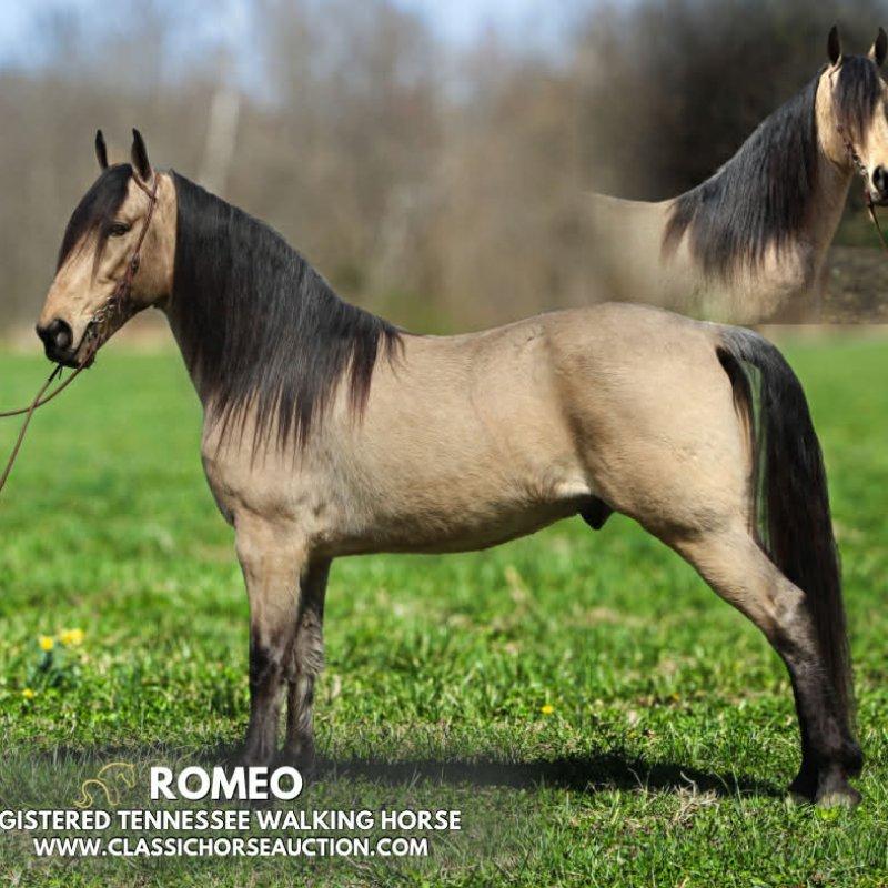 ROMEO