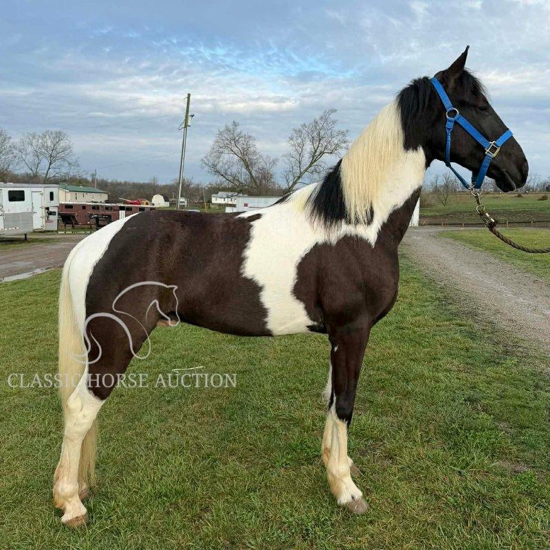 ALEN'S RITZA CAPTAIN