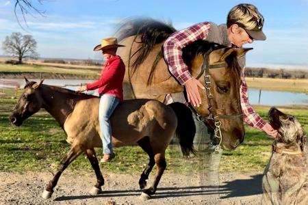 Grulla Missouri Foxtrotter Mare For Sale | Consigned to Thehorsebay.com