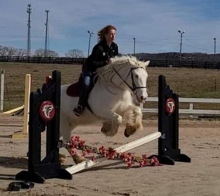 Gypsy Vanner Horse Cremello Mare 15 Hands (Elsie)