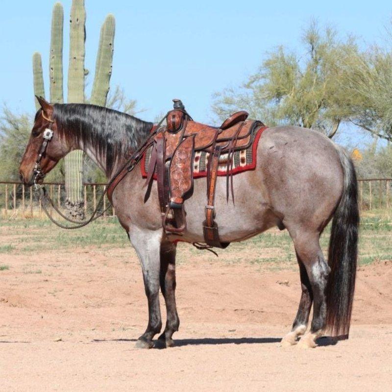 Bay Roan Quarter Horse