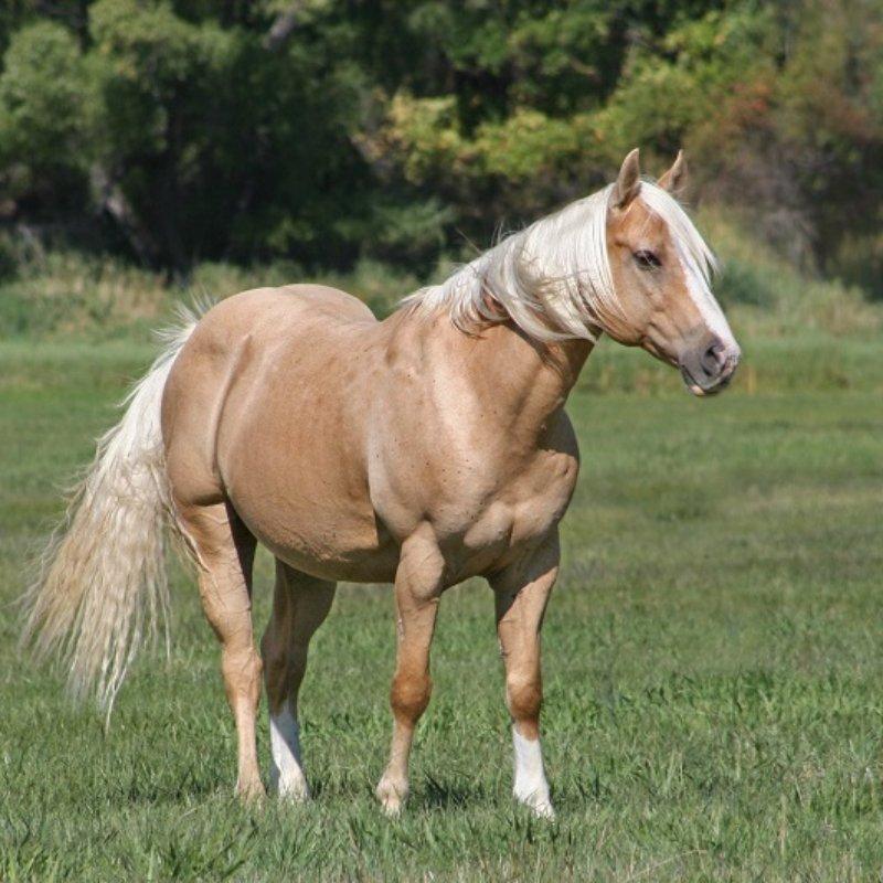 palomino Quarter Horse