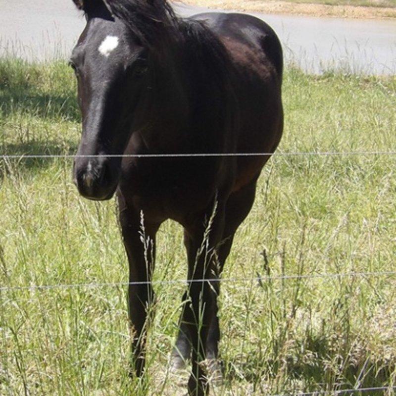 Top King Maverick - AQHA Black Yearling Colt
