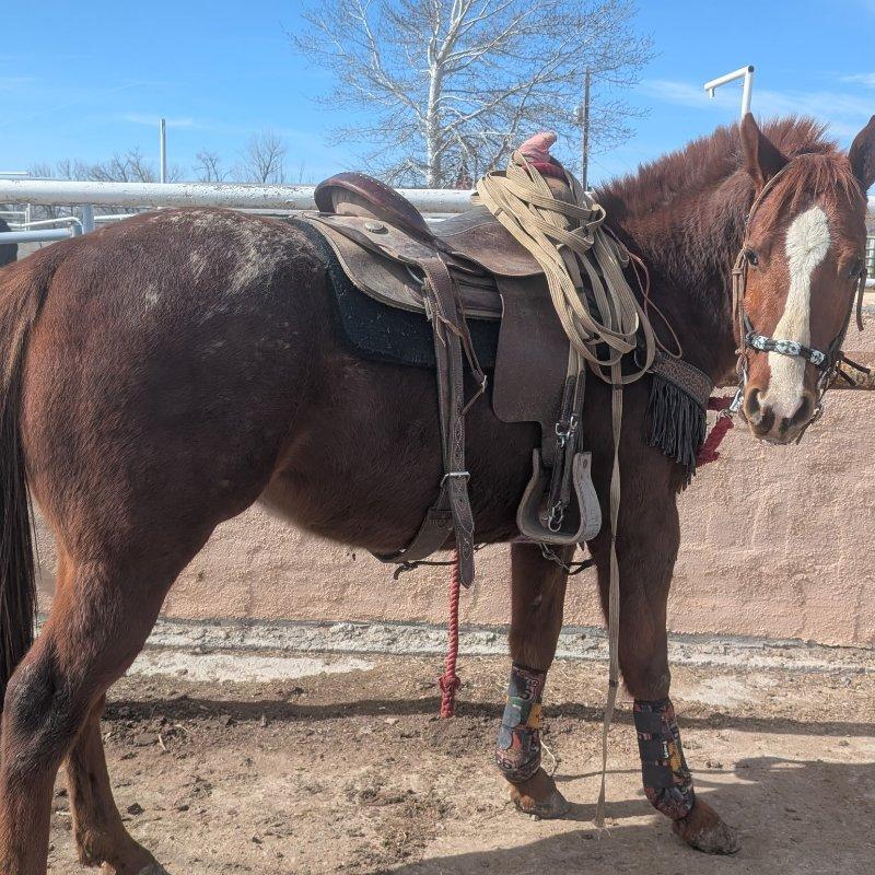 4 yr old appaloosa colt Dreamers Goers Boy