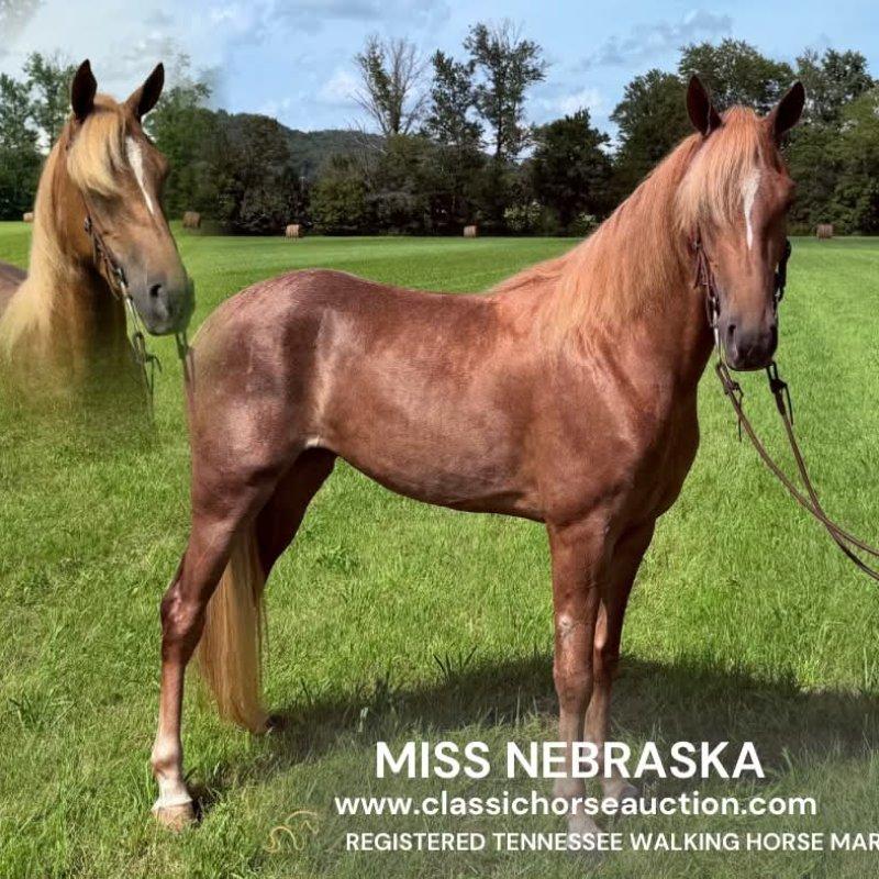 MISS NEBRASKA