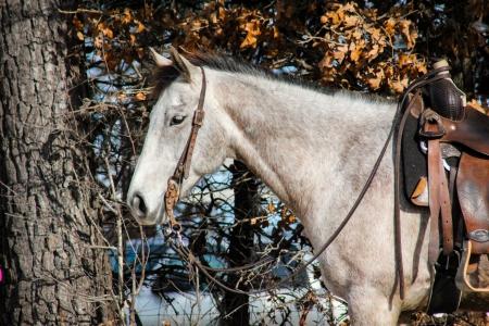 Quarter Horse (AQHA) Gelding For Sale | Consigned to Thehorsebay.com