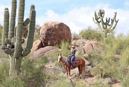 Quarter Horse Palomino Gelding 14.3 Hands (Hunter)
