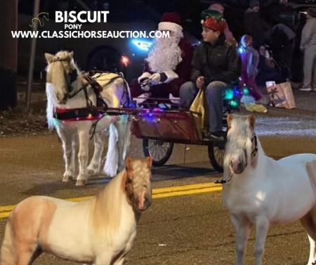 DRIVING PALOMINO SPOTTED PONY