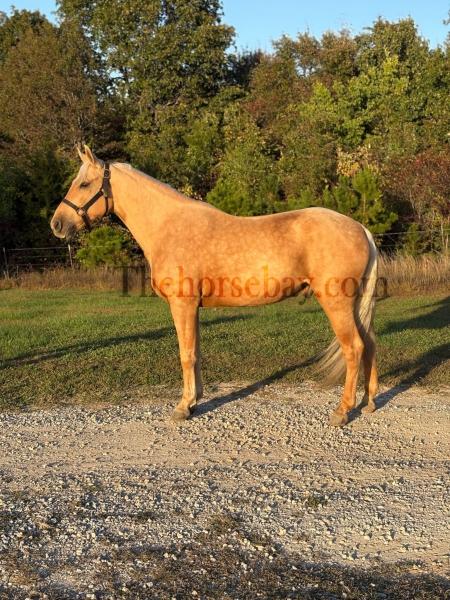 Romeo’s Wonder Boy H