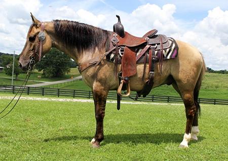Mustang Horse Grulla W/ Stripes Gelding 15 Hands (Darrion)