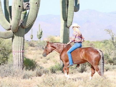 Quarter Horse Red Roan Gelding 14.3 Hands (George)