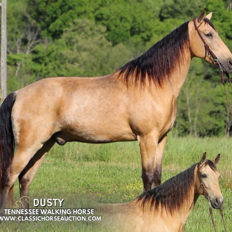 DUSTY