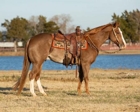 Quarter Horse Sorrel Gelding 15 Hands (Disco)