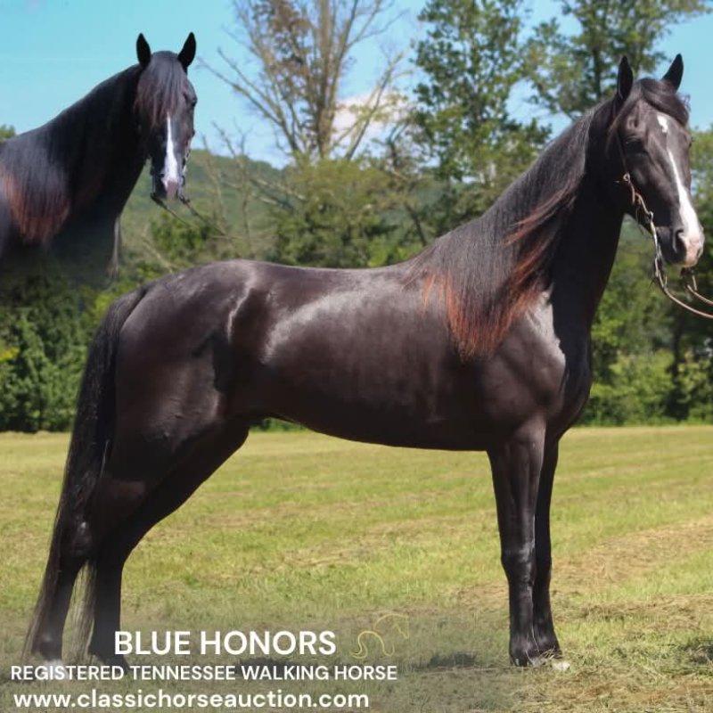 BLUE HONORS