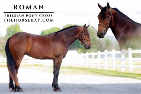 Friesian Pony Cross Bay Gelding - Driving/Dressage/Trail/Lesson/Trick
