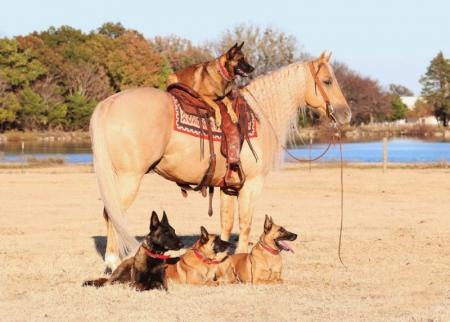 Quarter Horse Palomino Gelding 15.1 Hands (Goliath)
